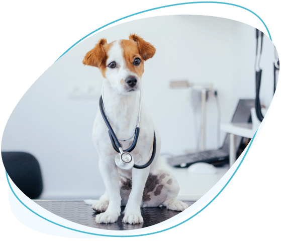 &lt;picture&gt;&lt;source type=&quot;image/webp&quot; srcset=&quot;https://www.pawlicywizard.com/wp-content/uploads/2022/09/WHAT-IS-PET-INSURANCE-300x257.png.webp 300w, https://www.pawlicywizard.com/wp-content/uploads/2022/09/WHAT-IS-PET-INSURANCE-47x40.png.webp 47w, https://www.pawlicywizard.com/wp-content/uploads/2022/09/WHAT-IS-PET-INSURANCE-160x137.png.webp 160w, https://www.pawlicywizard.com/wp-content/uploads/2022/09/WHAT-IS-PET-INSURANCE-360x308.png.webp 360w, https://www.pawlicywizard.com/wp-content/uploads/2022/09/WHAT-IS-PET-INSURANCE-220x189.png.webp 220w, https://www.pawlicywizard.com/wp-content/uploads/2022/09/WHAT-IS-PET-INSURANCE-440x377.png.webp 440w, https://www.pawlicywizard.com/wp-content/uploads/2022/09/WHAT-IS-PET-INSURANCE-35x30.png.webp 35w, https://www.pawlicywizard.com/wp-content/uploads/2022/09/WHAT-IS-PET-INSURANCE-70x60.png.webp 70w, https://www.pawlicywizard.com/wp-content/uploads/2022/09/WHAT-IS-PET-INSURANCE-93x80.png.webp 93w, https://www.pawlicywizard.com/wp-content/uploads/2022/09/WHAT-IS-PET-INSURANCE.png.webp 559w&quot;&gt;&lt;/source&gt;&lt;source type=&quot;image/png&quot; srcset=&quot;https://www.pawlicywizard.com/wp-content/uploads/2022/09/WHAT-IS-PET-INSURANCE-300x257.png 300w, https://www.pawlicywizard.com/wp-content/uploads/2022/09/WHAT-IS-PET-INSURANCE-47x40.png 47w, https://www.pawlicywizard.com/wp-content/uploads/2022/09/WHAT-IS-PET-INSURANCE-160x137.png 160w, https://www.pawlicywizard.com/wp-content/uploads/2022/09/WHAT-IS-PET-INSURANCE-360x308.png 360w, https://www.pawlicywizard.com/wp-content/uploads/2022/09/WHAT-IS-PET-INSURANCE-220x189.png 220w, https://www.pawlicywizard.com/wp-content/uploads/2022/09/WHAT-IS-PET-INSURANCE-440x377.png 440w, https://www.pawlicywizard.com/wp-content/uploads/2022/09/WHAT-IS-PET-INSURANCE-35x30.png 35w, https://www.pawlicywizard.com/wp-content/uploads/2022/09/WHAT-IS-PET-INSURANCE-70x60.png 70w, https://www.pawlicywizard.com/wp-content/uploads/2022/09/WHAT-IS-PET-INSURANCE-93x80.png 93w, https://www.pawlicywizard.com/wp-content/uploads/2022/09/WHAT-IS-PET-INSURANCE.png 559w&quot;&gt;&lt;/source&gt;&lt;img loading=&quot;lazy&quot; decoding=&quot;async&quot; class=&quot;alignright wp-image-3283 size-full&quot; src=&quot;https://www.pawlicywizard.com/wp-content/uploads/2022/09/WHAT-IS-PET-INSURANCE.png&quot; alt=&quot;WHAT-IS-PET-INSURANCE&quot; width=&quot;559&quot; height=&quot;479&quot; srcset=&quot;https://www.pawlicywizard.com/wp-content/uploads/2022/09/WHAT-IS-PET-INSURANCE-300x257.png 300w, https://www.pawlicywizard.com/wp-content/uploads/2022/09/WHAT-IS-PET-INSURANCE-47x40.png 47w, https://www.pawlicywizard.com/wp-content/uploads/2022/09/WHAT-IS-PET-INSURANCE-160x137.png 160w, https://www.pawlicywizard.com/wp-content/uploads/2022/09/WHAT-IS-PET-INSURANCE-360x308.png 360w, https://www.pawlicywizard.com/wp-content/uploads/2022/09/WHAT-IS-PET-INSURANCE-220x189.png 220w, https://www.pawlicywizard.com/wp-content/uploads/2022/09/WHAT-IS-PET-INSURANCE-440x377.png 440w, https://www.pawlicywizard.com/wp-content/uploads/2022/09/WHAT-IS-PET-INSURANCE-35x30.png 35w, https://www.pawlicywizard.com/wp-content/uploads/2022/09/WHAT-IS-PET-INSURANCE-70x60.png 70w, https://www.pawlicywizard.com/wp-content/uploads/2022/09/WHAT-IS-PET-INSURANCE-93x80.png 93w, https://www.pawlicywizard.com/wp-content/uploads/2022/09/WHAT-IS-PET-INSURANCE.png 559w&quot;&gt;&lt;/picture&gt;What Is Pet Insurance?