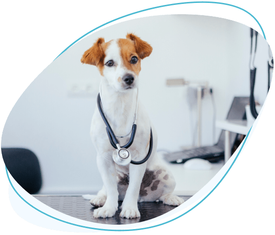 &lt;picture&gt;&lt;source type=&quot;image/webp&quot; srcset=&quot;https://www.pawlicywizard.com/wp-content/uploads/2022/09/WHAT-IS-PET-INSURANCE-300x257.png.webp 300w, https://www.pawlicywizard.com/wp-content/uploads/2022/09/WHAT-IS-PET-INSURANCE-47x40.png.webp 47w, https://www.pawlicywizard.com/wp-content/uploads/2022/09/WHAT-IS-PET-INSURANCE-160x137.png.webp 160w, https://www.pawlicywizard.com/wp-content/uploads/2022/09/WHAT-IS-PET-INSURANCE-360x308.png.webp 360w, https://www.pawlicywizard.com/wp-content/uploads/2022/09/WHAT-IS-PET-INSURANCE-220x189.png.webp 220w, https://www.pawlicywizard.com/wp-content/uploads/2022/09/WHAT-IS-PET-INSURANCE-440x377.png.webp 440w, https://www.pawlicywizard.com/wp-content/uploads/2022/09/WHAT-IS-PET-INSURANCE-35x30.png.webp 35w, https://www.pawlicywizard.com/wp-content/uploads/2022/09/WHAT-IS-PET-INSURANCE-70x60.png.webp 70w, https://www.pawlicywizard.com/wp-content/uploads/2022/09/WHAT-IS-PET-INSURANCE-93x80.png.webp 93w, https://www.pawlicywizard.com/wp-content/uploads/2022/09/WHAT-IS-PET-INSURANCE.png.webp 559w&quot;&gt;&lt;/source&gt;&lt;source type=&quot;image/png&quot; srcset=&quot;https://www.pawlicywizard.com/wp-content/uploads/2022/09/WHAT-IS-PET-INSURANCE-300x257.png 300w, https://www.pawlicywizard.com/wp-content/uploads/2022/09/WHAT-IS-PET-INSURANCE-47x40.png 47w, https://www.pawlicywizard.com/wp-content/uploads/2022/09/WHAT-IS-PET-INSURANCE-160x137.png 160w, https://www.pawlicywizard.com/wp-content/uploads/2022/09/WHAT-IS-PET-INSURANCE-360x308.png 360w, https://www.pawlicywizard.com/wp-content/uploads/2022/09/WHAT-IS-PET-INSURANCE-220x189.png 220w, https://www.pawlicywizard.com/wp-content/uploads/2022/09/WHAT-IS-PET-INSURANCE-440x377.png 440w, https://www.pawlicywizard.com/wp-content/uploads/2022/09/WHAT-IS-PET-INSURANCE-35x30.png 35w, https://www.pawlicywizard.com/wp-content/uploads/2022/09/WHAT-IS-PET-INSURANCE-70x60.png 70w, https://www.pawlicywizard.com/wp-content/uploads/2022/09/WHAT-IS-PET-INSURANCE-93x80.png 93w, https://www.pawlicywizard.com/wp-content/uploads/2022/09/WHAT-IS-PET-INSURANCE.png 559w&quot;&gt;&lt;/source&gt;&lt;img decoding=&quot;async&quot; loading=&quot;lazy&quot; class=&quot;alignright wp-image-3283 size-full&quot; src=&quot;https://www.pawlicywizard.com/wp-content/uploads/2022/09/WHAT-IS-PET-INSURANCE.png&quot; alt=&quot;WHAT-IS-PET-INSURANCE&quot; width=&quot;559&quot; height=&quot;479&quot; srcset=&quot;https://www.pawlicywizard.com/wp-content/uploads/2022/09/WHAT-IS-PET-INSURANCE-300x257.png 300w, https://www.pawlicywizard.com/wp-content/uploads/2022/09/WHAT-IS-PET-INSURANCE-47x40.png 47w, https://www.pawlicywizard.com/wp-content/uploads/2022/09/WHAT-IS-PET-INSURANCE-160x137.png 160w, https://www.pawlicywizard.com/wp-content/uploads/2022/09/WHAT-IS-PET-INSURANCE-360x308.png 360w, https://www.pawlicywizard.com/wp-content/uploads/2022/09/WHAT-IS-PET-INSURANCE-220x189.png 220w, https://www.pawlicywizard.com/wp-content/uploads/2022/09/WHAT-IS-PET-INSURANCE-440x377.png 440w, https://www.pawlicywizard.com/wp-content/uploads/2022/09/WHAT-IS-PET-INSURANCE-35x30.png 35w, https://www.pawlicywizard.com/wp-content/uploads/2022/09/WHAT-IS-PET-INSURANCE-70x60.png 70w, https://www.pawlicywizard.com/wp-content/uploads/2022/09/WHAT-IS-PET-INSURANCE-93x80.png 93w, https://www.pawlicywizard.com/wp-content/uploads/2022/09/WHAT-IS-PET-INSURANCE.png 559w&quot;&gt;&lt;/picture&gt;What Is Pet Insurance?